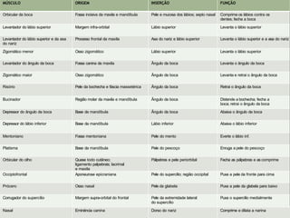 MÚSCULO ORIGEM INSERÇÃO FUNÇÃO
Orbicular da boca Fossa incisiva da maxila e mandíbula Pele e mucosa dos lábios; septo nasal Comprime os lábios contra os
dentes; fecha a boca
Levantador do lábio superior Margem infra-orbital Lábio superior Levanta o lábio superior
Levantador do lábio superior e da asa
do nariz
Processo frontal da maxila Asa do nariz e lábio superior Levanta o lábio superior e a asa do nariz
Zigomático menor Osso zigomático Lábio superior Levanta o lábio superior
Levantador do ângulo da boca Fossa canina da maxila Ângulo da boca Levanta o ângulo da boca
Zigomático maior Osso zigomático Ângulo da boca Levanta e retrai o ângulo da boca
Risório Pele da bochecha e fáscia massetérica Ângulo da boca Retrai o ângulo da boca
Bucinador Região molar da maxila e mandíbula Ângulo da boca Distende a bochecha; fecha a
boca; retrai o ângulo da boca
Depressor do ângulo da boca Base da mandíbula Ângulo da boca Abaixa o ângulo da boca
Depressor do lábio inferior Base da mandíbula Lábio inferior Abaixa o lábio inferior
Mentoniano Fossa mentoniana Pele do mento Everte o lábio inf.
Platisma Base da mandíbula Pele do pescoço Enruga a pele do pescoço
Orbicular do olho Quase todo cutâneo;
ligamento palpebrais; lacrimal
e maxila
Pálpebras e pele periorbital Fecha as pálpebras e as comprime
Occiptofrontal Aponeurose epicraniana Pele do supercílio; região occipital Puxa a pele da fronte para cima
Prócero Osso nasal Pele da glabela Puxa a pele da glabela para baixo
Corrugador do supercílio Margem supra-orbital do frontal Pele da extremidade lateral
do supercílio
Puxa o supercílio medialmente
Nasal Eminência canina Dorso do nariz Comprime e dilata a narina
 