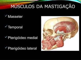 MÚSCULOS DA MASTIGAÇÃO
Masseter
Temporal
Pterigóideo medial
Pterigóideo lateral
 