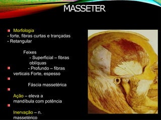 MASSETER
Morfologia
- forte, fibras curtas e trançadas
- Retangular
Feixes
- Superficial – fibras
oblíquas
- Profundo – fibras
verticais Forte, espesso
Fáscia massetérica
Ação – eleva a
mandíbula com potência
Inervação – n.
massetérico
 