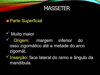 Parte Superficial
 Muito maior
 Origem: margem inferior do
osso zigomático até a metade do arco
zigomát.
Inserção: face lateral do ramo e ângulo da
mandíbula.
MASSETER
 
