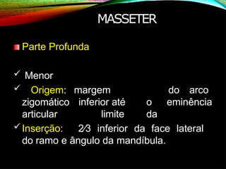 MASSETER
Parte Profunda
margem
inferior até o
limite da
do arco
eminência
 Menor
 Origem:
zigomático
articular
Inserção: 2∕3 inferior da face lateral
do ramo e ângulo da mandíbula.
 