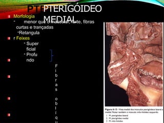 PTERIGÓIDEO
MEDIAL
Morfologia
- menor que o masseter, forte, fibras
curtas e trançadas
-Retangula
r Feixes
- Super
ficial
- Profu
ndo
F
i
b
r
a
s
o
b
l
í
q
 