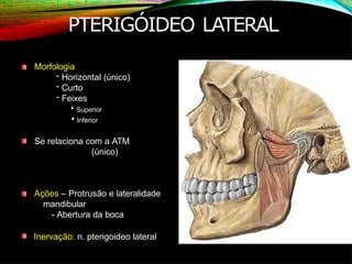 PTERIGÓIDEO LATERAL
Morfologia
- Horizontal (único)
- Curto
- Feixes
• Superior
• Inferior
Se relaciona com a ATM
(único)
Ações – Protrusão e lateralidade
mandibular
- Abertura da boca
Inervação: n. pterigoideo lateral
 