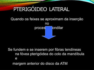 PTERIGÓIDEO LATERAL
Quando os feixes se aproximam da inserção
no
processo condilar
Se fundem e se inserem por fibras tendíneas
na fóvea pterigóidea do colo da mandíbula
e
margem anterior do disco da ATM
 