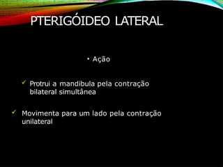 PTERIGÓIDEO LATERAL
• Ação
 Protrui a mandibula pela contração
bilateral simultânea
 Movimenta para um lado pela contração
unilateral
 