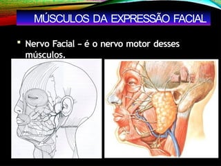  Nervo Facial – é o nervo motor desses
músculos.
MÚSCULOS DA EXPRESSÃO FACIAL
 