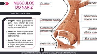 MÚSCULO DA FACE DO COURO CABELUDO E DA MASTIGAÇÃOMÚSCULO DA FACE DO COURO CABELUDO E DA MASTIGAÇÃO
MÚSCULO PRÓCERO
TEXTO EM ARIAL
• Origem: Fáscia que reveste a
parte mais inferior do osso
nasal e a parte superior da
cartilagem nasal lateral;
• Inserção: Pele da parte mais
inferior da fronte entre as duas
sobrancelhas;
• Ação: Traciona para baixo o
ângulo medial da sobrancelha
e origina as rugas transversais
sobre a raiz do nariz.
 