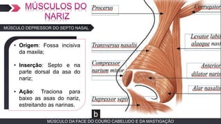 TEXTO EM ARIAL
• Origem: Fossa incisiva
da maxila;
• Inserção: Septo e na
parte dorsal da asa do
nariz;
• Ação: Traciona para
baixo as asas do nariz,
estreitando as narinas.
MÚSCULO DA FACE DO COURO CABELUDO E DA MASTIGAÇÃOMÚSCULO DA FACE DO COURO CABELUDO E DA MASTIGAÇÃO
MÚSCULO DEPRESSOR DO SEPTO NASAL
 