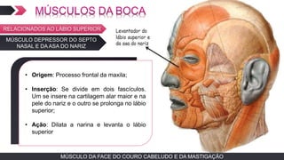 MÚSCULO DA FACE DO COURO CABELUDO E DA MASTIGAÇÃOMÚSCULO DA FACE DO COURO CABELUDO E DA MASTIGAÇÃO
MÚSCULO DEPRESSOR DO SEPTO
NASAL E DA ASA DO NARIZ
TEXTO EM ARIAL
• Origem: Processo frontal da maxila;
• Inserção: Se divide em dois fascículos.
Um se insere na cartilagem alar maior e na
pele do nariz e o outro se prolonga no lábio
superior;
• Ação: Dilata a narina e levanta o lábio
superior
RELACIONADOS AO LÁBIO SUPERIOR
 