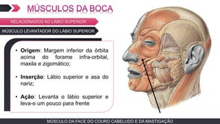 MÚSCULO DA FACE DO COURO CABELUDO E DA MASTIGAÇÃOMÚSCULO DA FACE DO COURO CABELUDO E DA MASTIGAÇÃO
MÚSCULO LEVANTADOR DO LÁBIO SUPERIOR
TEXTO EM ARIAL
• Origem: Margem inferior da órbita
acima do forame infra-orbital,
maxila e zigomático;
• Inserção: Lábio superior e asa do
nariz;
• Ação: Levanta o lábio superior e
leva-o um pouco para frente
RELACIONADOS AO LÁBIO SUPERIOR
 