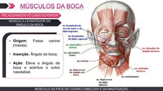 MÚSCULO DA FACE DO COURO CABELUDO E DA MASTIGAÇÃOMÚSCULO DA FACE DO COURO CABELUDO E DA MASTIGAÇÃO
MÚSCULO LEVANTADOR DO
ÂNGULO DA BOCA
TEXTO EM ARIAL
• Origem: Fossa canina
(maxila);
• Inserção: Ângulo da boca;
• Ação: Eleva o ângulo da
boca e acentua o sulco
nasolabial.
RELACIONADOS AO LÁBIO SUPERIOR
 
