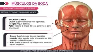 MÚSCULO DA FACE DO COURO CABELUDO E DA MASTIGAÇÃOMÚSCULO DA FACE DO COURO CABELUDO E DA MASTIGAÇÃO
MÚSCULO ZIGOMÁTICO MAIOR E MENOR
TEXTO EM ARIAL
• ZIGOMÁTICO MAIOR
• Origem: Superfície malar do osso zigomático;
• Inserção: Ângulo da boca;
• Ação: Traciona o ângulo da boca para trás e para
cima (risada)
TEXTO EM ARIAL
• Origem: Superfície malar do osso zigomático;
• Inserção: Lábio superior (entre o levantador do lábio
superior e o zigomático maior);
• Ação: Auxilia na elevação do lábio superior e acentua
o sulco nasolabial.
RELACIONADOS AO LÁBIO SUPERIOR
 