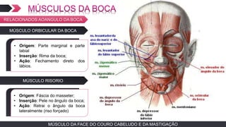 MÚSCULO DA FACE DO COURO CABELUDO E DA MASTIGAÇÃOMÚSCULO DA FACE DO COURO CABELUDO E DA MASTIGAÇÃO
MÚSCULO ORBICULAR DA BOCA
TEXTO EM ARIAL
• Origem: Parte marginal e parte
labial
• Inserção: Rima da boca;
• Ação: Fechamento direto dos
lábios.
RELACIONADOS AOANGULO DA BOCA
MÚSCULO RISORIO
TEXTO EM ARIAL
• Origem: Fáscia do masseter;
• Inserção: Pele no ângulo da boca;
• Ação: Retrai o ângulo da boca
lateralmente (riso forçado)
 