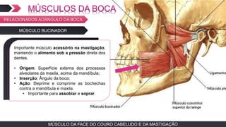 MÚSCULO DA FACE DO COURO CABELUDO E DA MASTIGAÇÃOMÚSCULO DA FACE DO COURO CABELUDO E DA MASTIGAÇÃO
MÚSCULO BUCINADOR
TEXTO EM ARIAL
Importante músculo acessório na mastigação,
mantendo o alimento sob a pressão direta dos
dentes.
• Origem: Superfície externa dos processos
alveolares da maxila, acima da mandíbula;
• Inserção: Ângulo da boca;
• Ação: Deprime e comprime as bochechas
contra a mandíbula e maxila.
• Importante para assobiar e soprar.
RELACIONADOS AOANGULO DA BOCA
 