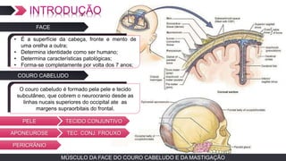 MÚSCULO DA FACE DO COURO CABELUDO E DA MASTIGAÇÃO
FACE
• É a superfície da cabeça, fronte e mento de
uma orelha a outra;
• Determina identidade como ser humano;
• Determina características patológicas;
• Forma-se completamente por volta dos 7 anos;
COURO CABELUDO
O couro cabeludo é formado pela pele e tecido
subcutâneo, que cobrem o neurocranio desde as
linhas nucais superiores do occipital ate as
margens supraorbitais do frontal.
PELE
APONEUROSE
TECIDO CONJUNTIVO
TEC. CONJ. FROUXO
PERICRÂNIO
 