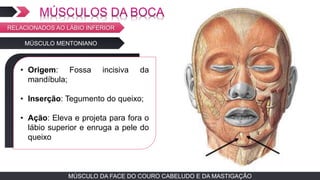 MÚSCULO DA FACE DO COURO CABELUDO E DA MASTIGAÇÃOMÚSCULO DA FACE DO COURO CABELUDO E DA MASTIGAÇÃO
MÚSCULO MENTONIANO
TEXTO EM ARIAL
• Origem: Fossa incisiva da
mandíbula;
• Inserção: Tegumento do queixo;
• Ação: Eleva e projeta para fora o
lábio superior e enruga a pele do
queixo
RELACIONADOS AO LÁBIO INFERIOR
 