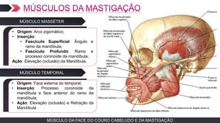 MÚSCULO DA FACE DO COURO CABELUDO E DA MASTIGAÇÃOMÚSCULO DA FACE DO COURO CABELUDO E DA MASTIGAÇÃO
MÚSCULO MASSÉTER
TEXTO EM ARIAL
• Origem: Face externa do temporal;
• Inserção: Processo coronoide da
mandíbula e face anterior do ramo da
mandíbula;
• Ação: Elevação (oclusão) e Retração da
Mandíbula
MÚSCULO TEMPORAL
• TEXTO EM ARIAL
• Origem: Arco zigomático;
• Inserção:
• Fascículo Superficial: Ângulo e
ramo da mandíbula;
• Fascículo Profundo: Ramo e
processo coronoide da mandíbula;
Ação: Elevação (oclusão) da Mandíbula.
 