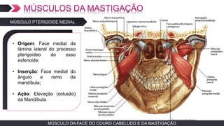 MÚSCULO DA FACE DO COURO CABELUDO E DA MASTIGAÇÃOMÚSCULO DA FACE DO COURO CABELUDO E DA MASTIGAÇÃO
MÚSCULO PTERIGOIDE MEDIAL
• TEXTO EM ARIAL
• Origem: Face medial da
lâmina lateral do processo
pterigoideo do osso
esfenoide;
• Inserção: Face medial do
ângulo e ramo da
mandíbula;
• Ação: Elevação (oclusão)
da Mandíbula.
 
