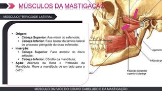 MÚSCULO DA FACE DO COURO CABELUDO E DA MASTIGAÇÃOMÚSCULO DA FACE DO COURO CABELUDO E DA MASTIGAÇÃO
TEXTO EM ARIAL
• Origem:
• Cabeça Superior: Asa maior do esfenoide;
• Cabeça Inferior: Face lateral da lâmina lateral
do processo pterigoide do osso esfenoide;
• Inserção:
• Cabeça Superior: Face anterior do disco
articular;
• Cabeça Inferior: Côndilo da mandíbula;
• Ação: Abertura da Boca e Protrusão da
Mandíbula. Move a mandíbula de um lado para o
outro;
MÚSCULO PTERIGOIDE LATERAL
 
