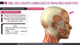 MÚSCULO DA FACE DO COURO CABELUDO E DA MASTIGAÇÃO
MÚSCULO OCCIPITOFRONTAL Possui dois ventres
VENTRE FRONTAL
TEXTO EM ARIAL
Ação
• Eleva os supercílios e enruga a
pele da fronte;
• Protrai o couro cabeludo
(surpresa e medo)
TEXTO EM ARIALOrigem: Aponeurose epicrânica
TEXTO EM ARIALInserção: Pele e tela subcutanea
dos supercílios e fronte
 