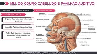 MÚSCULO DA FACE DO COURO CABELUDO E DA MASTIGAÇÃO
MÚSCULO OCCIPITOFRONTAL Possui dois ventres
VENTRE OCCIPITAL
TEXTO EM ARIAL
Ação: Retrai o couro cabeludo,
aumenta a eficácia do ventre
frontal
TEXTO EM ARIALOrigem: Dois terços da linha nucal
superior
TEXTO EM ARIALInserção: Aponeurose epicranica
 