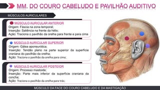 TEXTO EM ARIALOrigem: Fáscia na zona temporal;
Inserção: Saliência na frente da hélix;
Ação: Traciona o pavilhão da orelha para frente e para cima
MÚSCULO DA FACE DO COURO CABELUDO E DA MASTIGAÇÃO
MÚSCULOS AURICULARES
TEXTO EM ARIAL
Origem: Gálea aponeurótica;
Inserção: Tendão plano na parte superior da superfície
craniana do pavilhão da orelha;
Ação: Traciona o pavilhão da orelha para cima;
TEXTO EM ARIAL
Origem: Processo mastoide;
Inserção: Parte mais inferior da superfície craniana da
concha;
Ação: Traciona o pavilhão da orelha para trás;
 