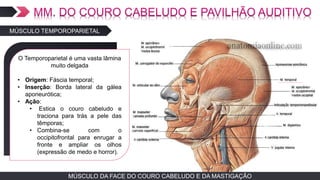 MÚSCULO DA FACE DO COURO CABELUDO E DA MASTIGAÇÃO
MÚSCULO TEMPOROPARIETAL
TEXTO EM ARIAL
O Temporoparietal é uma vasta lâmina
muito delgada
• Origem: Fáscia temporal;
• Inserção: Borda lateral da gálea
aponeurótica;
• Ação:
• Estica o couro cabeludo e
traciona para trás a pele das
têmporas;
• Combina-se com o
occipitofrontal para enrugar a
fronte e ampliar os olhos
(expressão de medo e horror).
 
