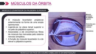 MÚSCULO DA FACE DO COURO CABELUDO E DA MASTIGAÇÃOMÚSCULO DA FACE DO COURO CABELUDO E DA MASTIGAÇÃO
MÚSCULO LEVANTADOR DA PALBEBRA SUPERIOR
TEXTO EM ARIAL
• O músculo levantador projeta-se
anteriormente na forma de uma ampla
aponeurose;
• Ligando-se na placa tarsal superior e
na pele da pálpebra superior;
• Associadas a ele encontram-se fibras
de músculo liso inervadas pelo sistema
nervoso simpático;
• A função do músculo levantador é a de
elevar a pálpebra superior.
 