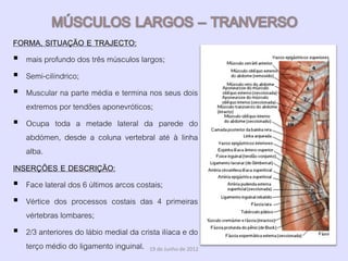 FORMA, SITUAÇÃO E TRAJECTO:
 mais profundo dos três músculos largos;
 Semi-cilíndrico;
 Muscular na parte média e termina nos seus dois
   extremos por tendões aponevróticos;
 Ocupa toda a metade lateral da parede do
   abdómen, desde a coluna vertebral até à linha
   alba.
INSERÇÕES E DESCRIÇÃO:
 Face lateral dos 6 últimos arcos costais;
 Vértice dos processos costais das 4 primeiras
   vértebras lombares;
 2/3 anteriores do lábio medial da crista ilíaca e do
   terço médio do ligamento inguinal. 19 de Junho de 2012
 