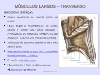 INSERÇÕES E DESCRIÇÃO:
 Origem lateralmente ao músculo erector da
   coluna;
 Fibras dirigem-se horizontalmente em sentido
   anterior e formam uma lâmina triangular -
   APONEVROSE DO MÚSCULO TRANSVERSO DO
   ABDÓMEN - seguindo uma linha côncava medial;
 Aponevrose do transverso estende-se até à linha
   alba e à púbis;
 Passa posteriormente ao recto nos 2/3 superiores
   e anteriormente no 1/3 inferior.;
 Formação do tendão comum;
 Fibras inferiores + fibras do oblíquo interno :
    MÚSCULO CREMÁSTER              19 de Junho de 2012
 