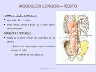 FORMA, SITUAÇÃO E TRAJECTO
 Alargado, plano e grosso
 Linha média, desde a púbis até à parte antero-
   inferior do toráx.
INSERÇÕES E DESCRIÇÃO:
 Insere-se na parte inferior por intermédio de um
   tendão:
        - Parte anterior da margem superior e na face
        anterior da púbis
        - Face anterior da sínfise púbica.



                                      19 de Junho de 2012
 