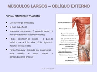 FORMA, SITUAÇÃO E TRAJECTO

 Músculo largo e delgado;
 O mais superficial;
 Inserções musculares ( posteriormente) e
  inserções tendinosas (anteriormente);
 Fibras estendem-se desde a parede
  torácica até à linha alba, púbis, ligamento
  inguinal e crista ilíaca;
 Forma triangular (limitado por duas linhas –
  uma anterior e outra inferior –
  perpendiculares ente si).


                                  19 de Junho de 2012
 