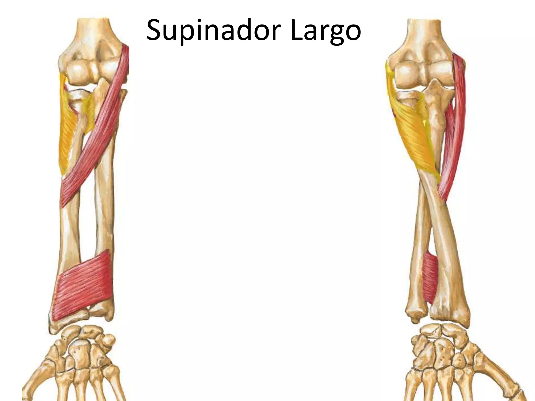 Músculos de antebrazo | PPT