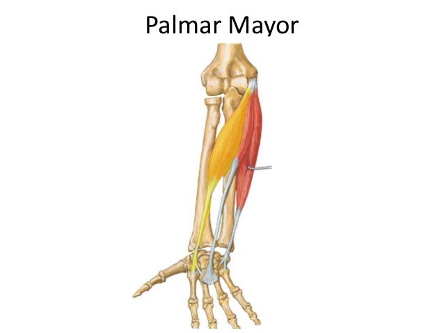 Resultado de imagen para palmar mayor