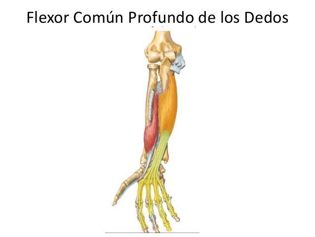 Músculos De Antebrazo