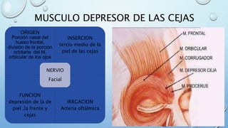 MUSCULO DEPRESOR DE LAS CEJAS
ORIGEN
Porción nasal del
hueso frontal,
división de la porción
orbitaria del M.
orbicular de los ojos
INSERCION
tercio medio de la
piel de las cejas
FUNCION
depresión de la de
piel ,la frente y
cejas
IRRGACION
Arteria oftálmica
NERVIO
Facial
 