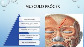 MUSCULO PRÓCER
MUSCULO PRÓCER
ORIGEN: Hueso nasal y cartílago
nasal
INSERCION: Piel de la gábela
FUNCION : Depresión de la piel,
frente y cejas
IRRIGACION: Arteria facial
 