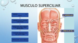 MUSCULO SUPERCILIAR
NERVIO N.
Facial
ORIGEN: porción nasal del
hueso frontal
INSERCION: Tercio medio de
la piel de las cejas y galea
aponeurótica
FUNCION: Depresión de la
piel, frente y cejas
IRRIGACION: arteria oftálmica
 