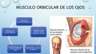 MUSCULO ORBICULAR DE LOS OJOS
MUSCULO
ORBICULAR DELOJO
ORIGEN Porción
orbitario, porción
palpebral y lacrimal
INSERCION piel de
la glábela
FUNCION depresión
de la piel, frente y
cejas
IRRIGACION
arteria oftálmica
 