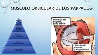 MUSCULO ORBICULAR DE LOS PARPADOS
NERVIO
n. Facial
ORIGEN
piel de los
parpados y
ligamento
palpebral
INSERCION
piel de los parpados
FUNCION
cerrar los parpados
IRRIGACION
arteria facial
 