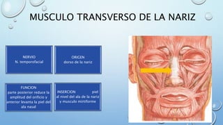 MUSCULO TRANSVERSO DE LA NARIZ
NERVIO
N. temporofacial
INSERCION piel
al nivel del ala de la nariz
y musculo mirtiforme
ORIGEN
dorso de la nariz
FUNCION
parte posterior reduce la
amplitud del orificio y
anterior levanta la piel del
ala nasal
 