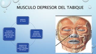 MUSCULO DEPRESOR DEL TABIQUE
NERVIO
N. Facial
ORIGEN
eminencia
alveolar del
incisivo medial
INSERCION
cartílago ala
mayor y cartílago
del tabique
FUNCION
movimiento de
las alas de la
nariz y por tanto
de la nariz
 