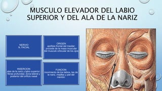 MUSCULO ELEVADOR DEL LABIO
SUPERIOR Y DEL ALA DE LA NARIZ
NERVIO
N. FACIAL
ORIGEN
apófisis frontal del maxilar;
procede de la masa muscular
del musculo orbicular de los ojos
INSERCION
alas de la nariz y labio superior;
fibras profundas: Zona lateral y
posterior del orificio nasal
FUNCION
movimiento de los labios, las de
la nariz, mejillas y piel del
mentón
 