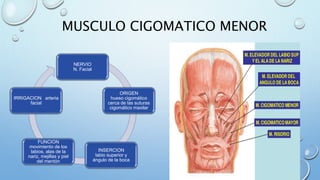 MUSCULO CIGOMATICO MENOR
NERVIO
N. Facial
ORIGEN
hueso cigomático
cerca de las suturas
cigomático maxilar
INSERCION
labio superior y
ángulo de la boca
FUNCION
movimiento de los
labios, alas de la
nariz, mejillas y piel
del mentón
IRRIGACION arteria
facial
 