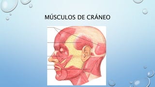 MÚSCULOS DE CRÁNEO
 
