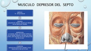 MUSCULO DEPRESOR DEL SEPTO
NERVIO
N. temporofacial
ORIGEN
pequeño M. radiado, situado por debajo
de las aberturas nasales
INSERCION
se inserta, abajo, en la fosita mirtiforme
en el maxilar superior y de aquí se dirige
arriba, para terminar en el sub tabique del
ala de la nariz
FUNCION
estrecha las aberturas nasales y hace
descender el ala de la nariz
 