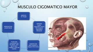 MUSCULO CIGOMATICO MAYOR
NERVIO
N. Facial
ORIGEN
hueso
cigomático cerca
de la sutura
cigomático
temporal
INSERCION
labio superior y
ángulo de la boca
FUNCION
movimiento de
los labios, alas
de la nariz,
mejillas y piel del
mentón
IRRIGACION
arteria facial
 