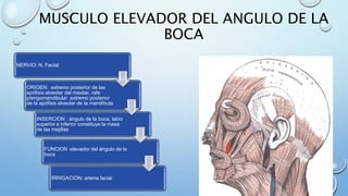 MUSCULO ELEVADOR DEL ANGULO DE LA
BOCA
NERVIO: N. Facial
ORIGEN: extremo posterior de las
apófisis alveolar del maxilar, rafe
pterigomandibular ,extremo posterior
de la apófisis alveolar de la mandíbula
INSERCION : ángulo de la boca, labio
superior e inferior constituye la masa
de las mejillas
FUNCION :elevador del ángulo de la
boca
IRRIGACION: arteria facial
 