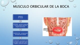 MUSCULO ORBICULAR DE LA BOCA
NERVIO
N. Facial
ORIGEN: porción marginal
y porción labial: lateral al
ángulo de la boca.
INSERCION: componente
principal de los labios
FUNCION :movimiento de
los labios, alas de la nariz,
mejillas y piel del mentón
 