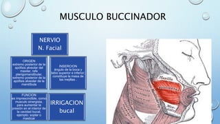 MUSCULO BUCCINADOR
ORIGEN
extremo posterior de la
apófisis alveolar del
maxilar, rafe
pterigomandibular,
extremo posterior de la
apófisis alveolar de la
mandíbula
INSERCION
ángulo de la boca y
labio superior e inferior;
constituye la masa de
las mejillas .
FUNCION
es imprescindible, como
musculo sinergista,
para aumentar la
presión en el interior de
la cavidad bucal,
ejemplo: soplar o
masticar
IRRIGACION
bucal
NERVIO
N. Facial
 